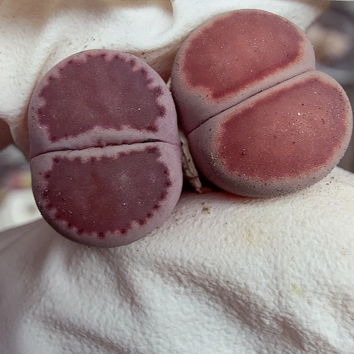 哈哈笑不出眼泪啦好的知道我411