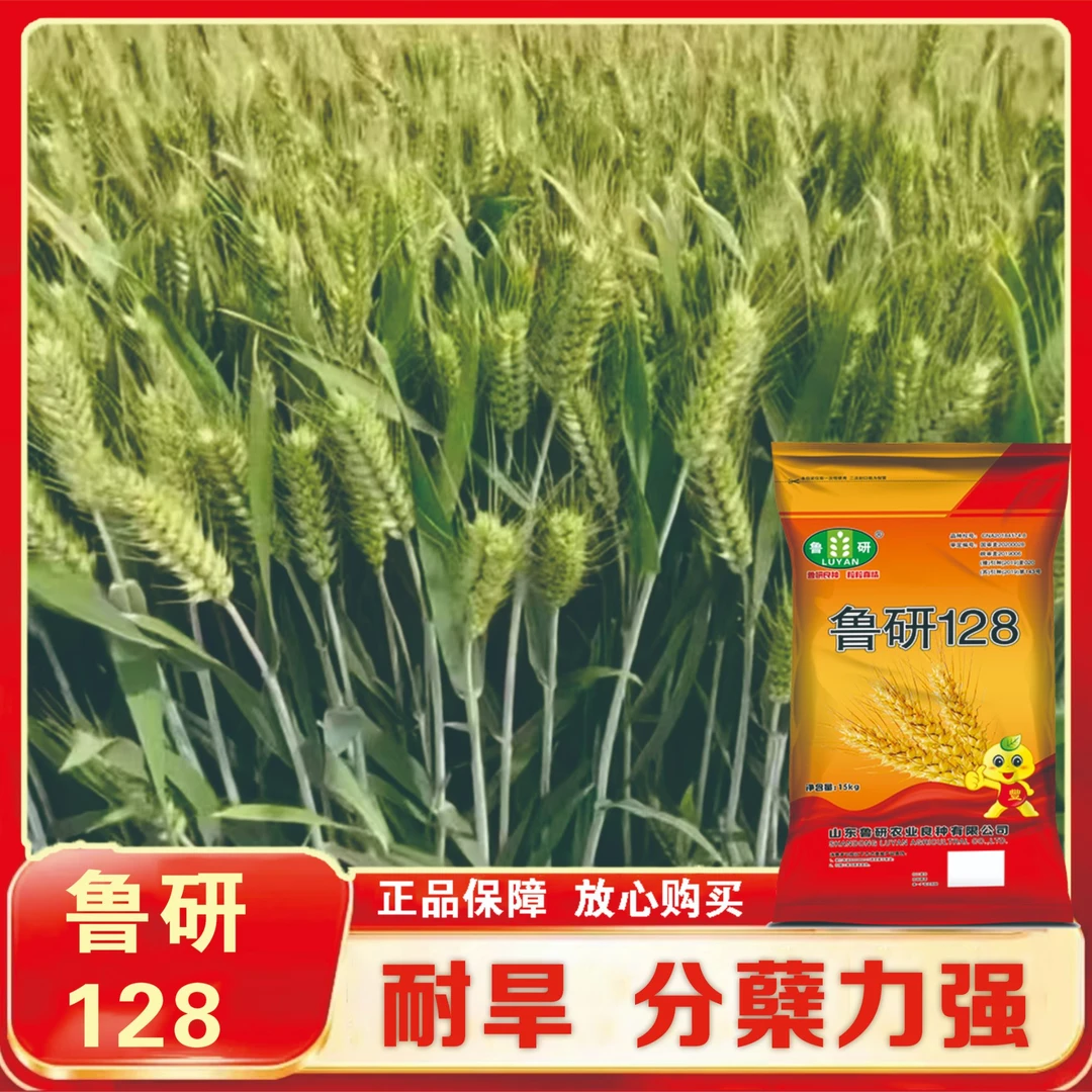 国审鲁研128【优】耐旱抗倒伏 分蘖强 抗病性好 高产小麦种正品保真