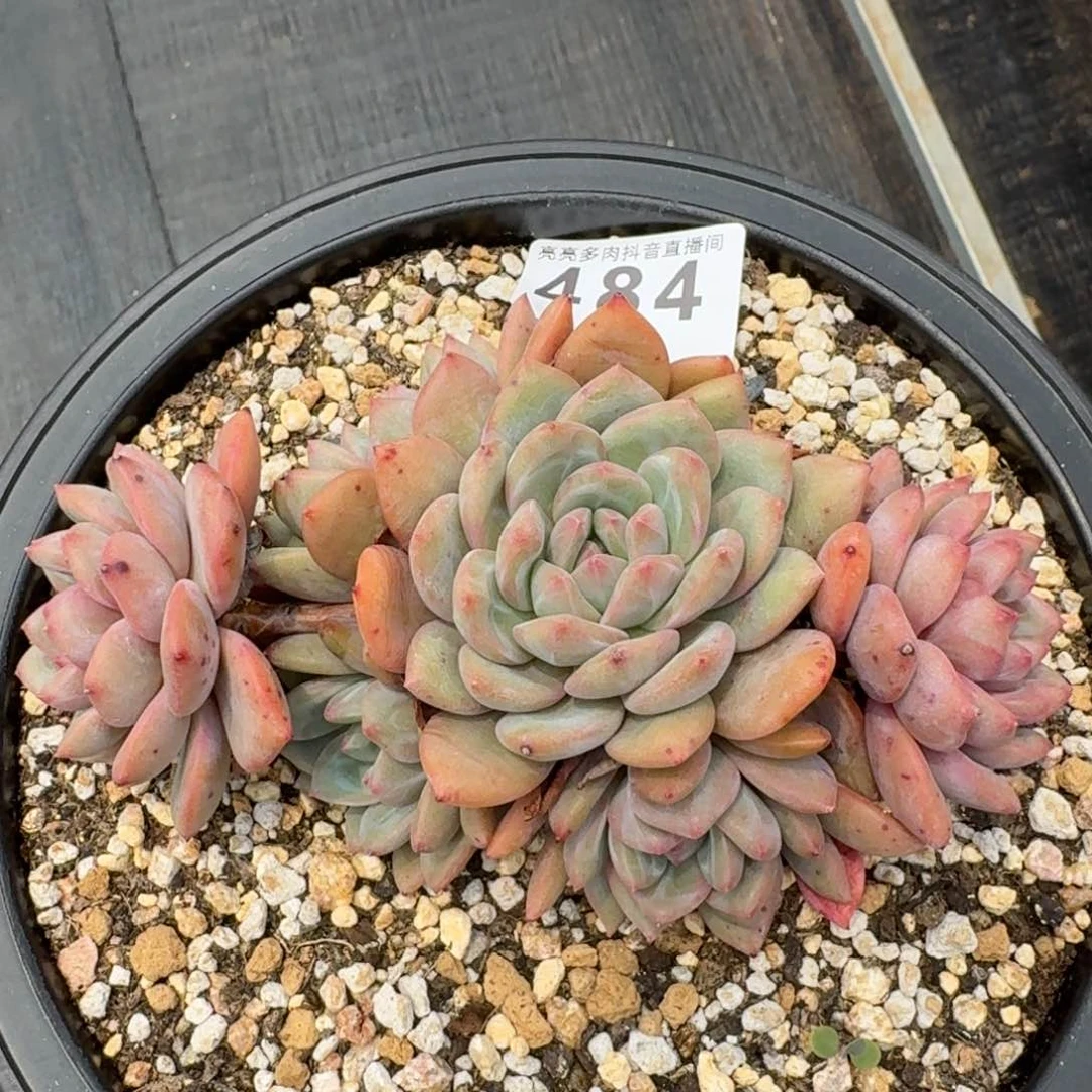 罗***敏艾丽儿         多肉植物