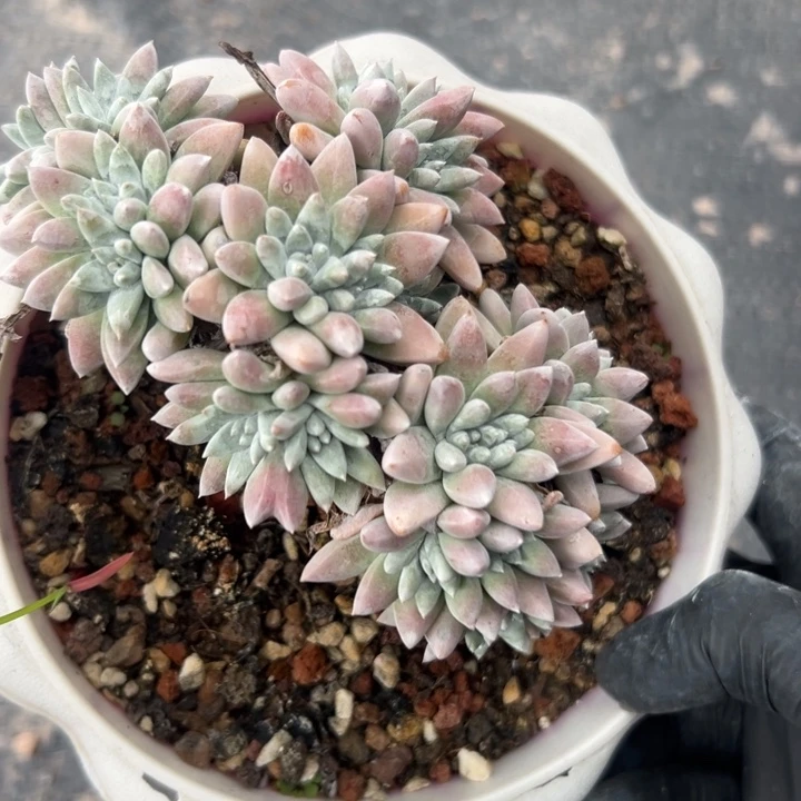 福利白菊～一物一拍2449