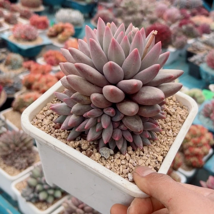 精品多肉植物老桩