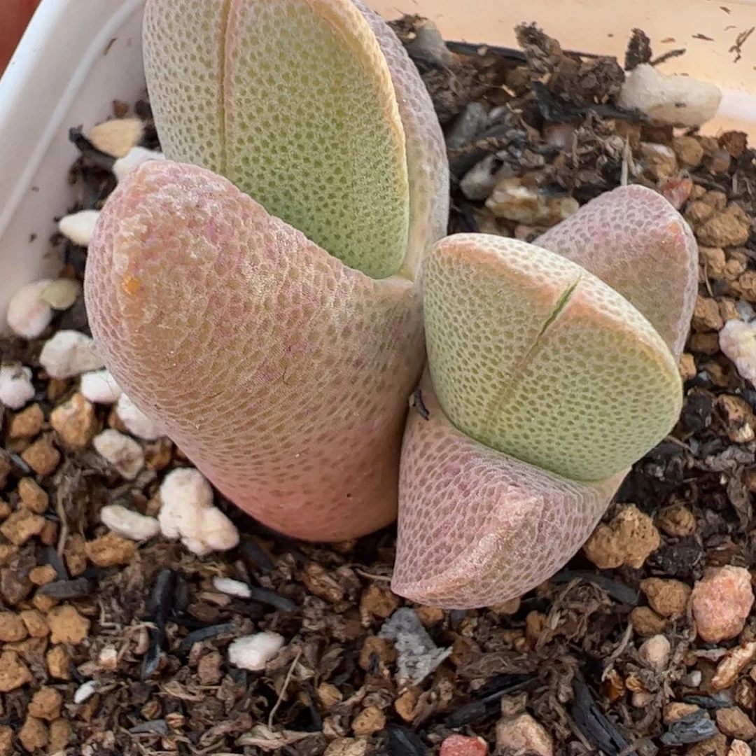 粉波龙将多肉植物