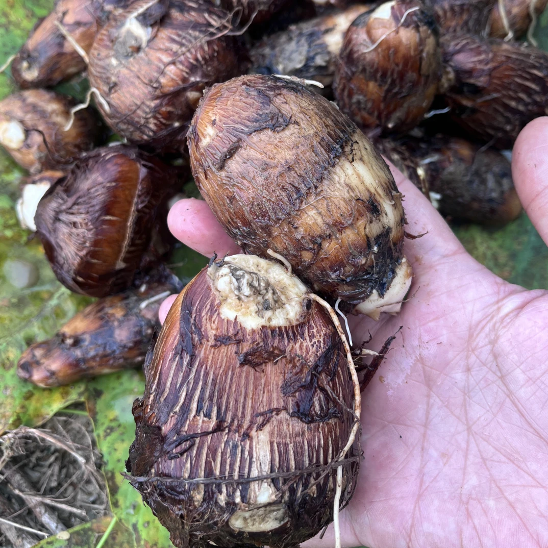 湖南浏阳本地毛芋头 新鲜芋艿 现挖现发 包邮