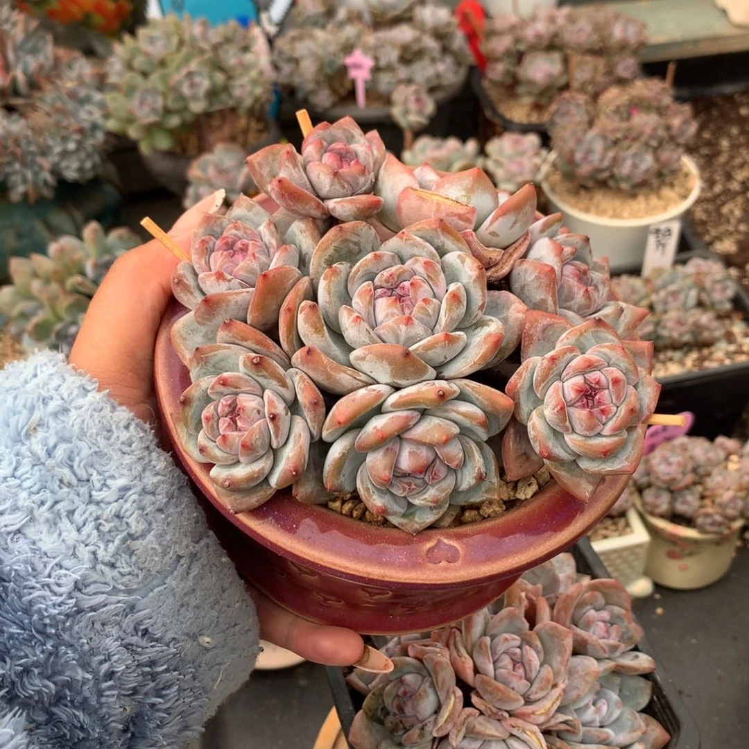 哈哈哈哈哈哈哈42