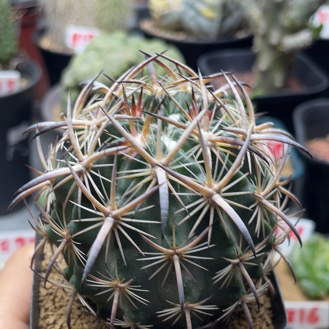 实生优选强刺虎爪玉仙人球