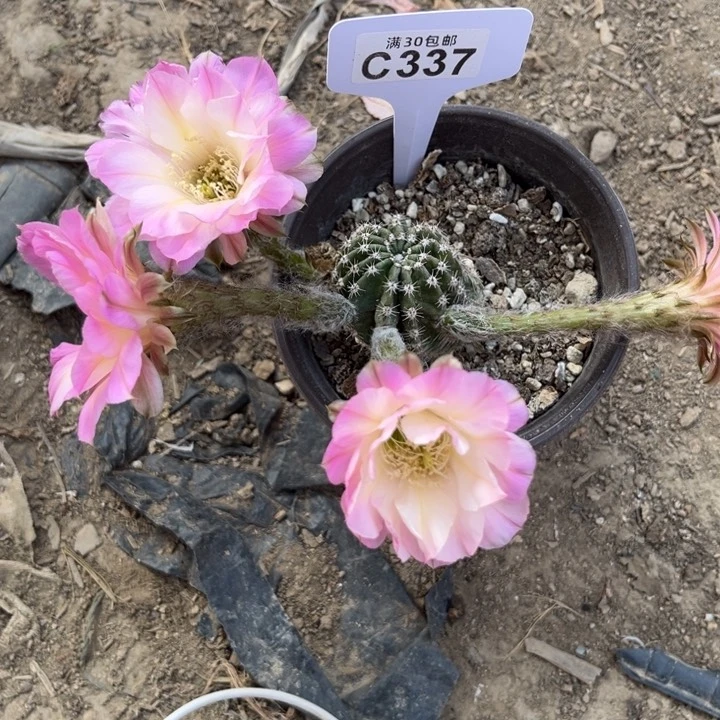 丽花北极光特价c337