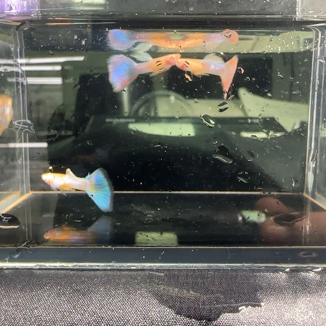 孔雀鱼关注主播可以竞拍