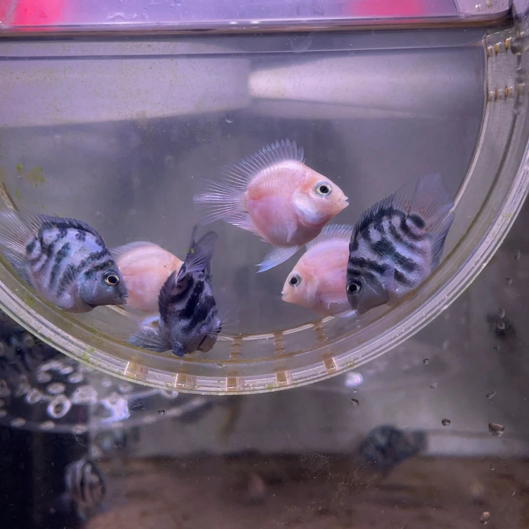 短鲷鱼白金宝蓝一组6条