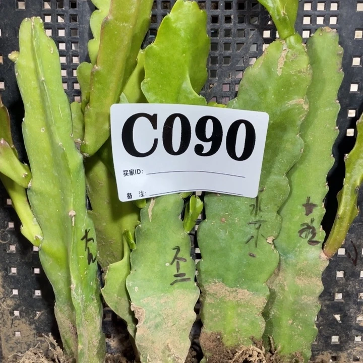 完全开放090五色