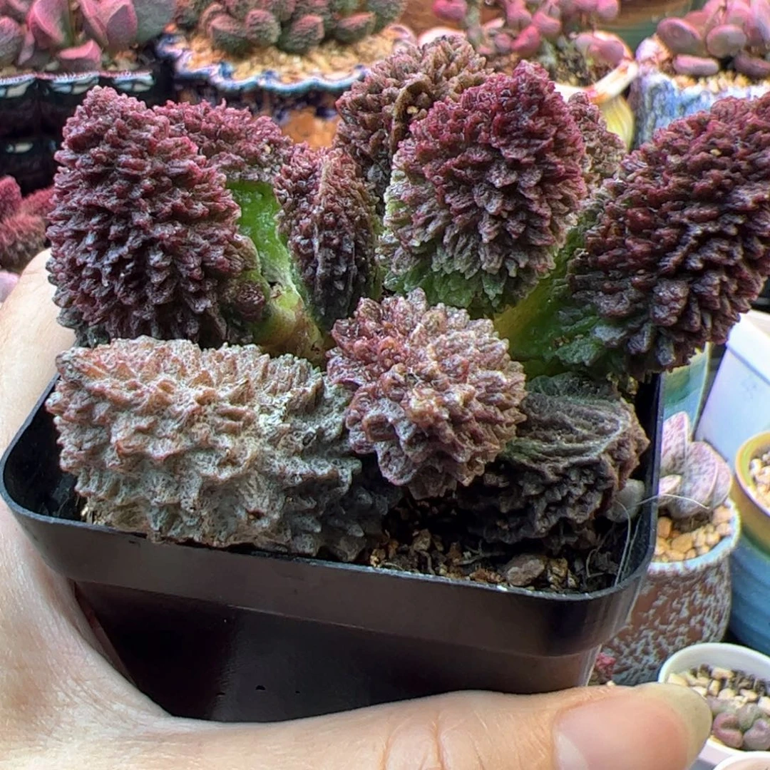 L***C朱高低贵贱那边吃点饭。