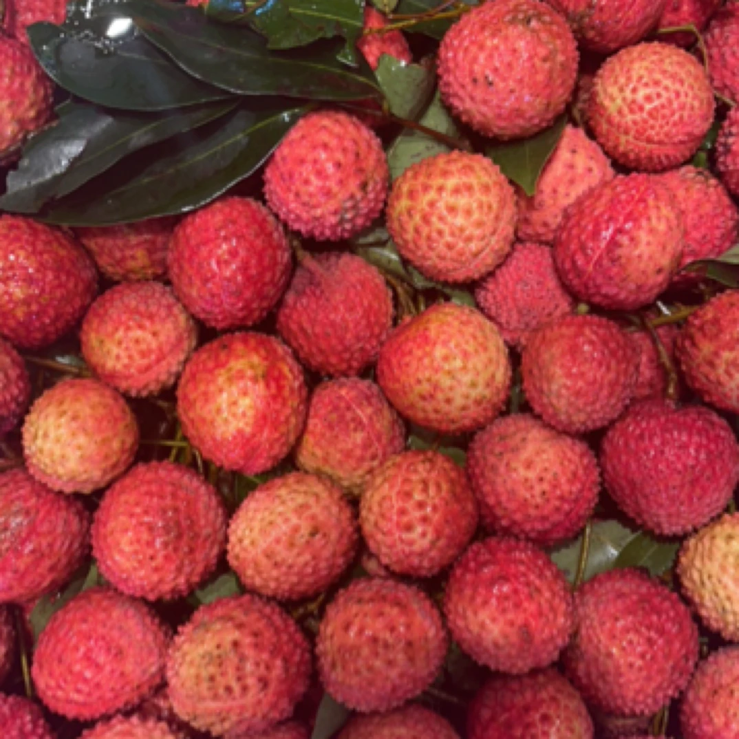 桂味荔枝荔枝同城送广东省