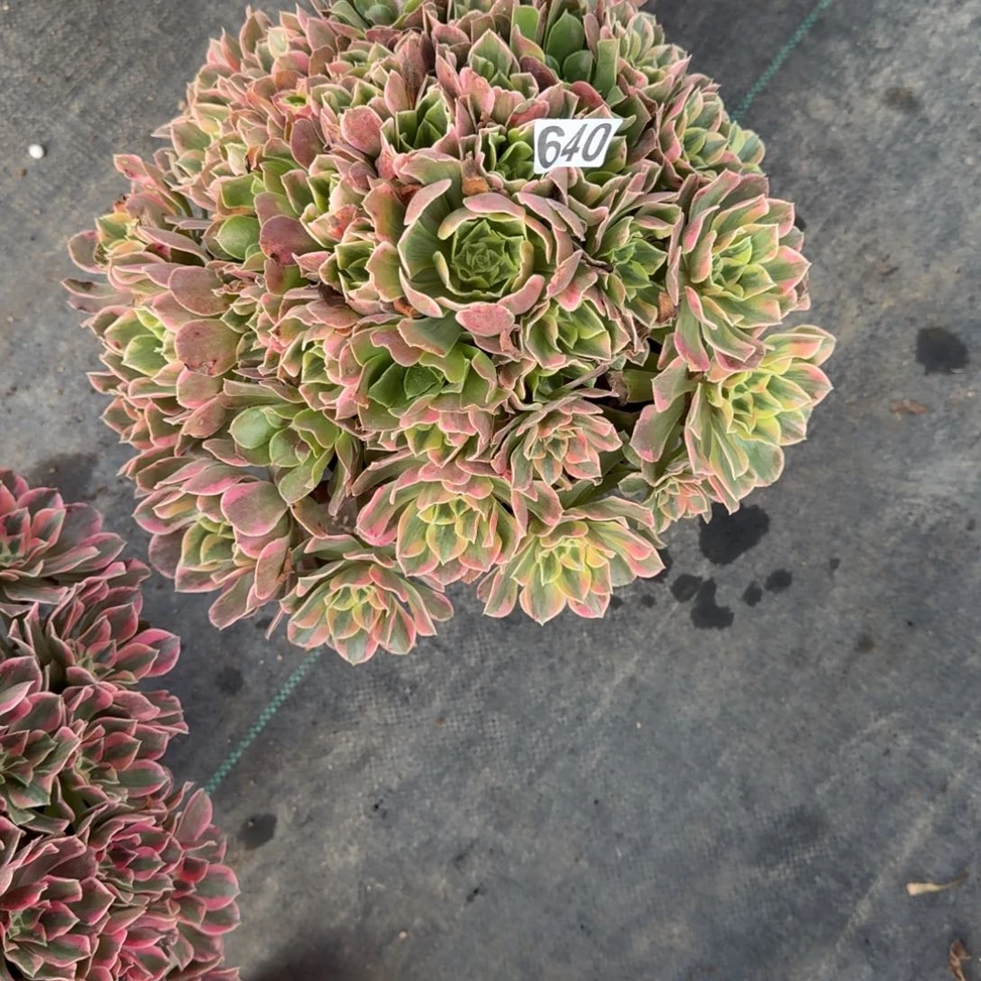 640多肉植物妖月多肉