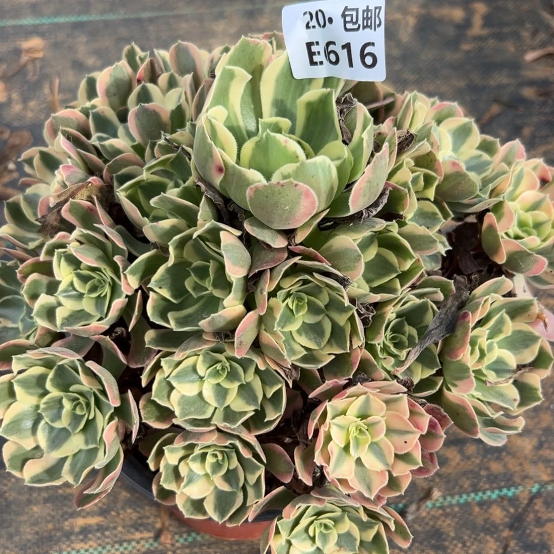 616女郎，多肉法师