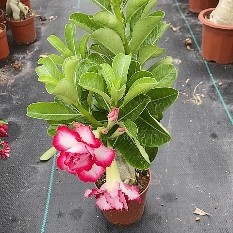 【闪购商品】无花朵往***零