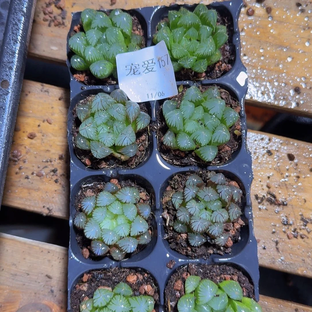 直播福利一物一拍157