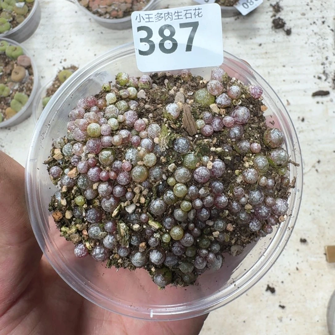 387。小灯泡一盒多肉植物