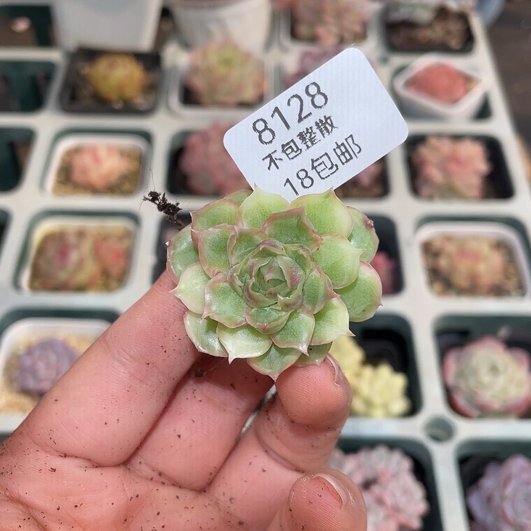 丸***子8128。水晶虾饺。