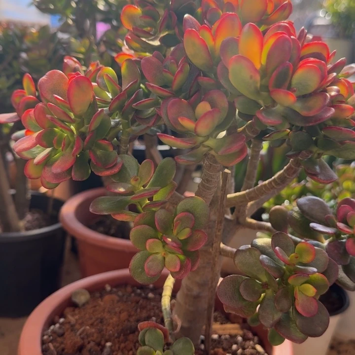 中棵摇钱树脱盆带土球