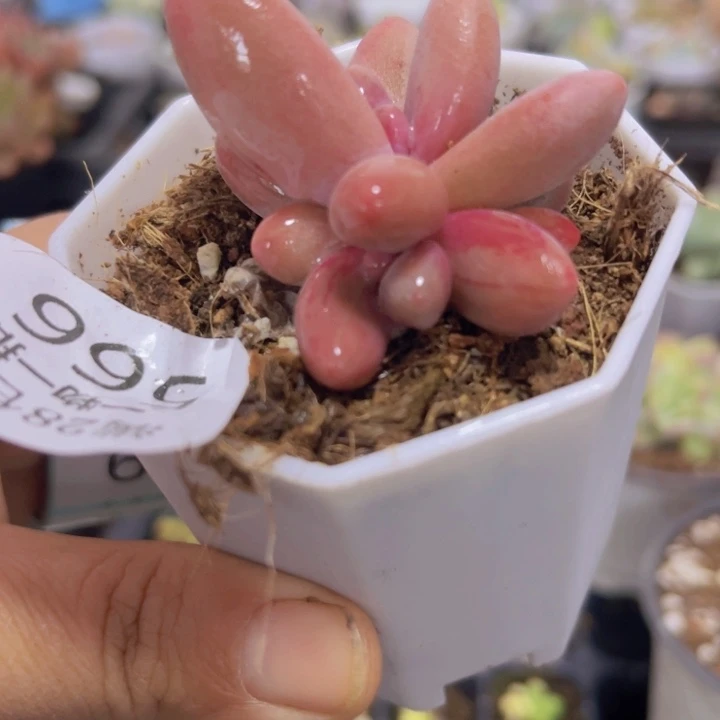 糖果拉丝锦多肉植物566