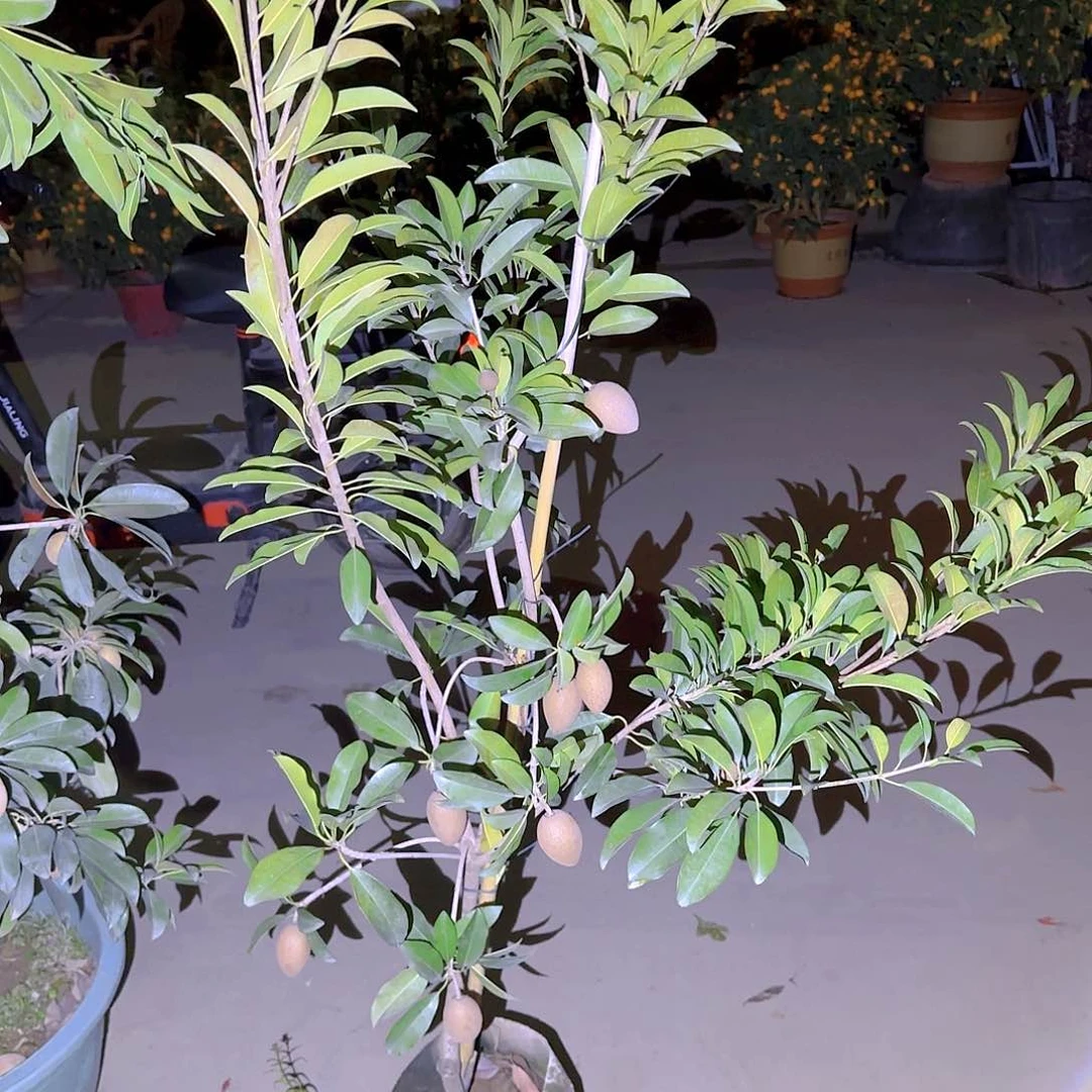 x****a果树11111111111