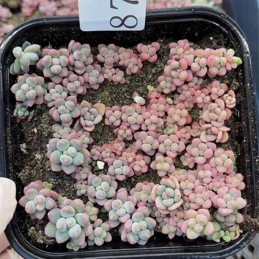 多肉植物多肉植物874