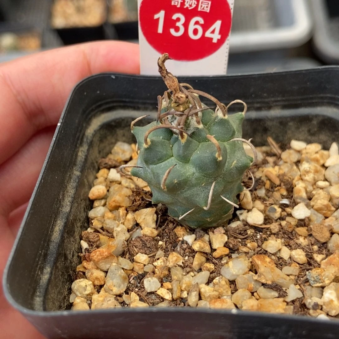 实生碳刺升云龙娇丽2.5cm