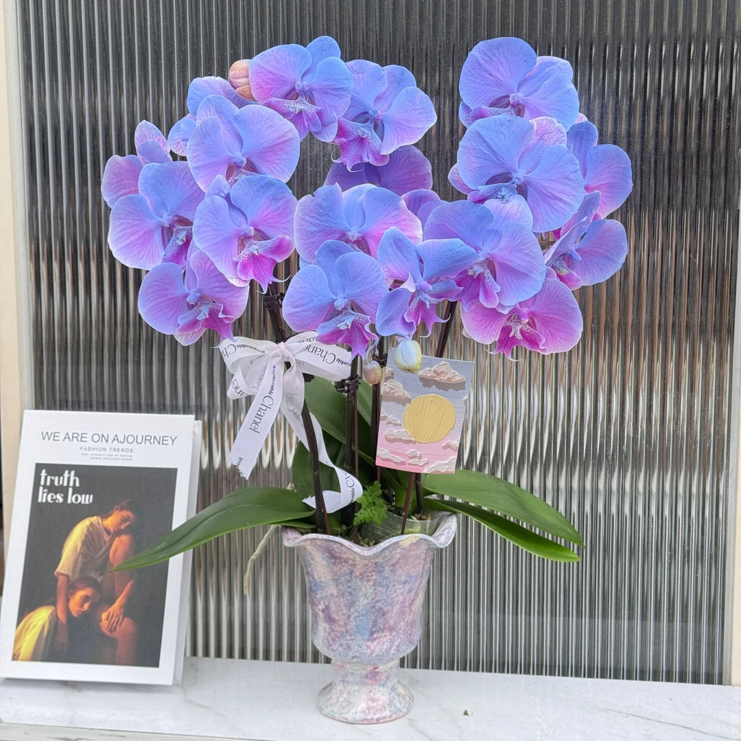 蝴蝶兰【人鱼公主--组盆】带花发货室内客厅花卉好养易活工艺喷绘
