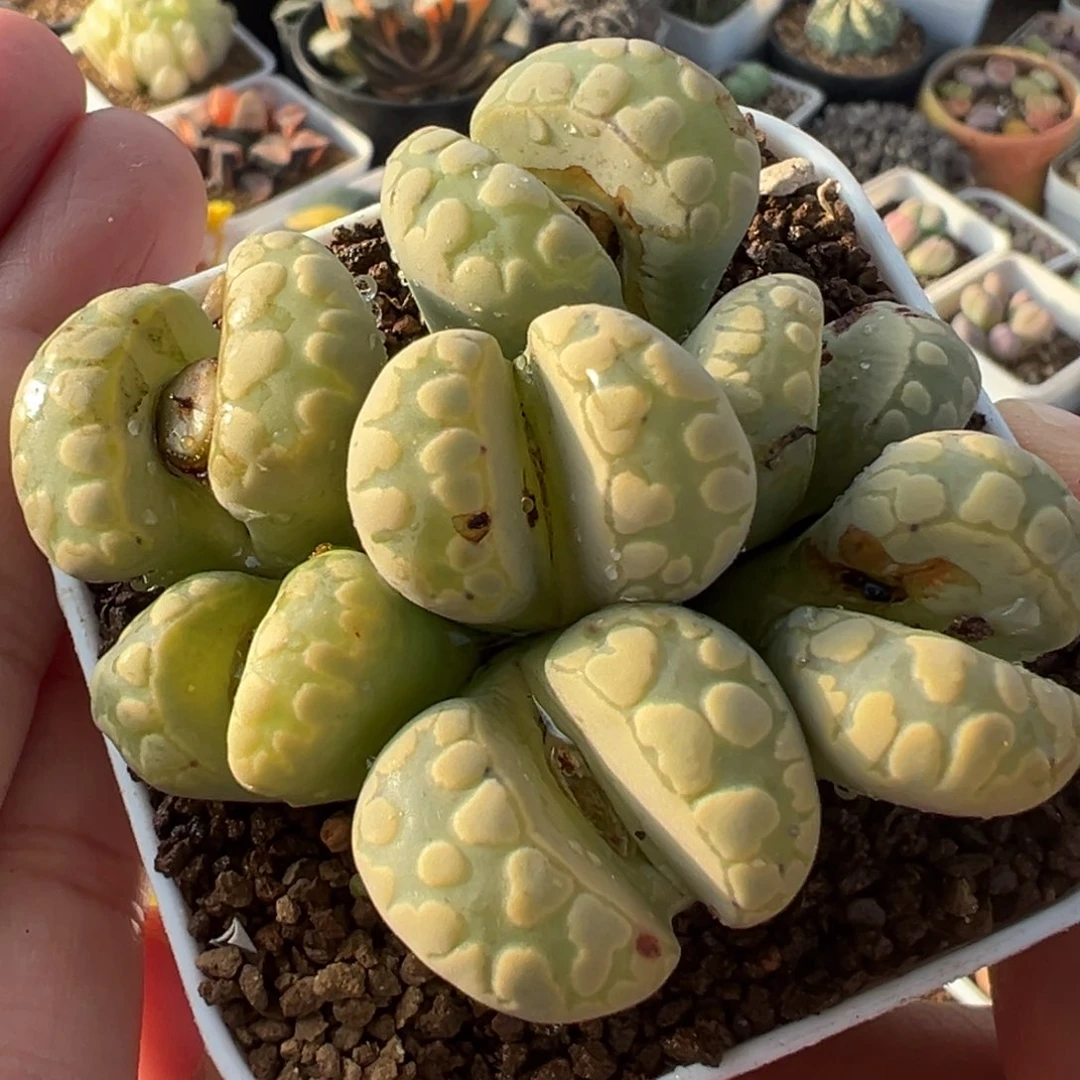 大金牙母本群多肉百科