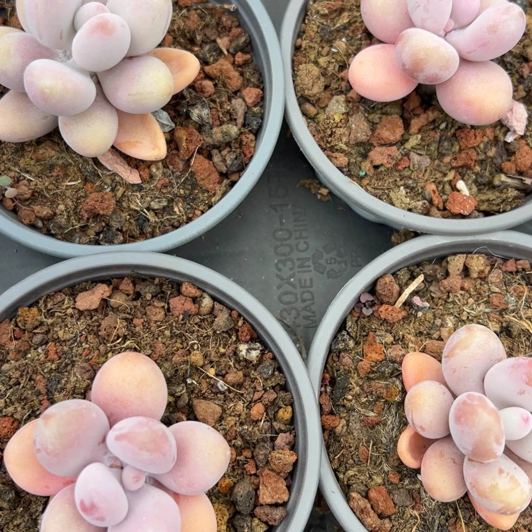 春节大福利，桃蛋！