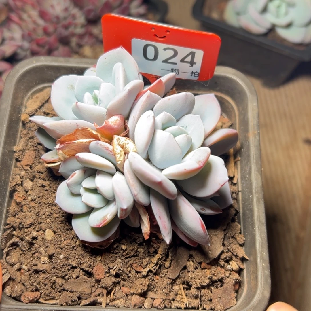 跳***虫24、还是好的很好发挥出v好