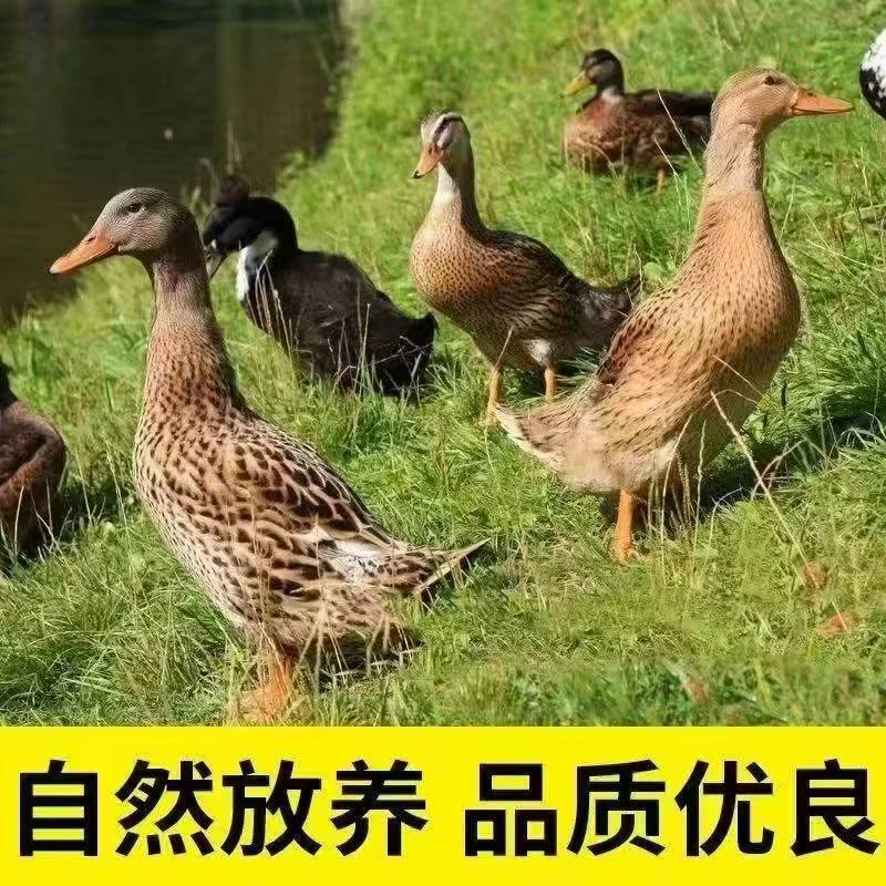 JD【顺丰冷链】五只鸭子农家放养土鸭麻鸭批发家庭无掌无翅无内脏