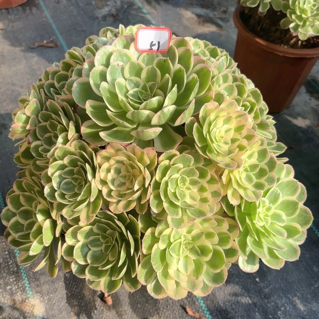 全部花朵51孔雀翎多肉植物