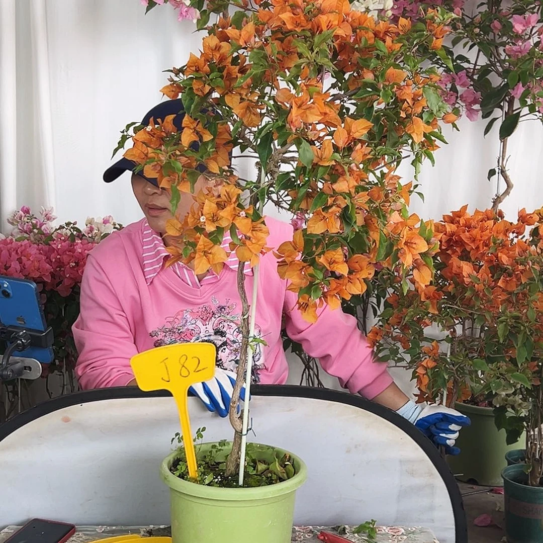 冷***沙大部分花苞少量开放J82橙桑巴