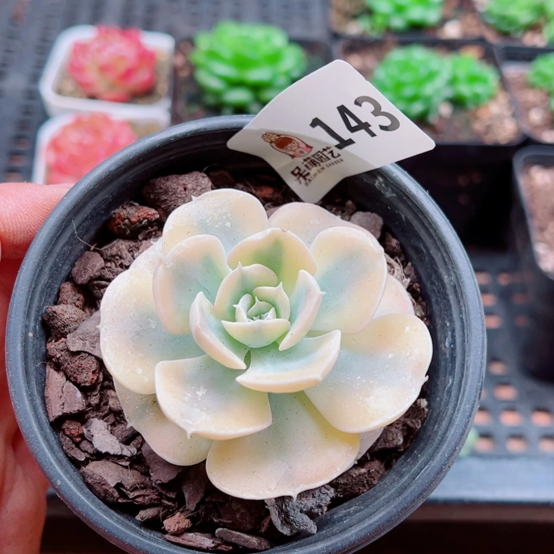 多肉植物多肉植物