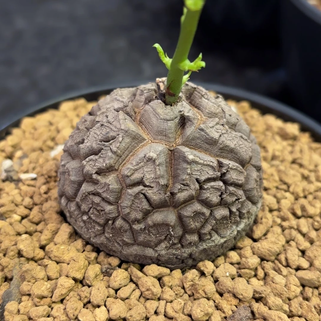 018号龟甲龙带盆包邮尺寸6