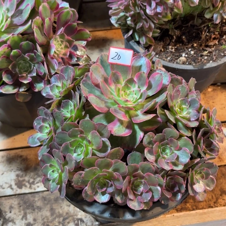 高***姐无花朵020特价克拉恋人无售后