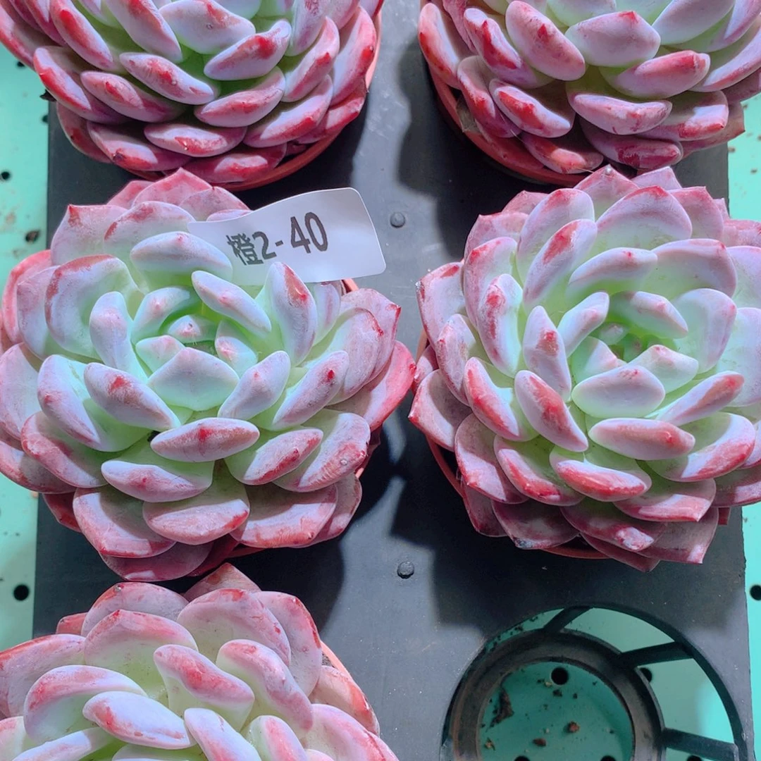 2-40一物一拍带盆5颗