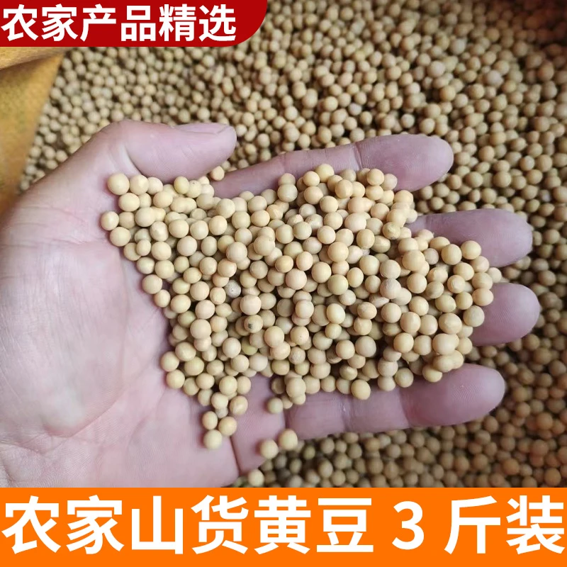 山村农家黄豆 1500克 3斤装山货农家自产乡村农产品土特产做豆浆