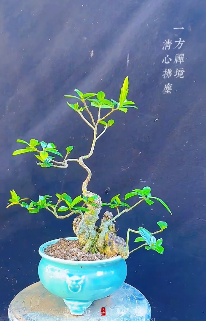 海岛春花，石枫，正宗海岛栀子花，（直播）一物一拍室内栀子花盆栽