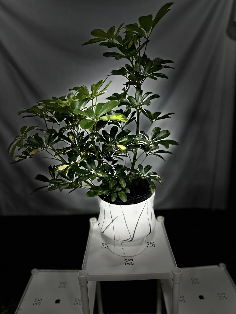 （一物一拍）鸭脚木七叶莲八方来财土培四季常青好养活绿植招财树