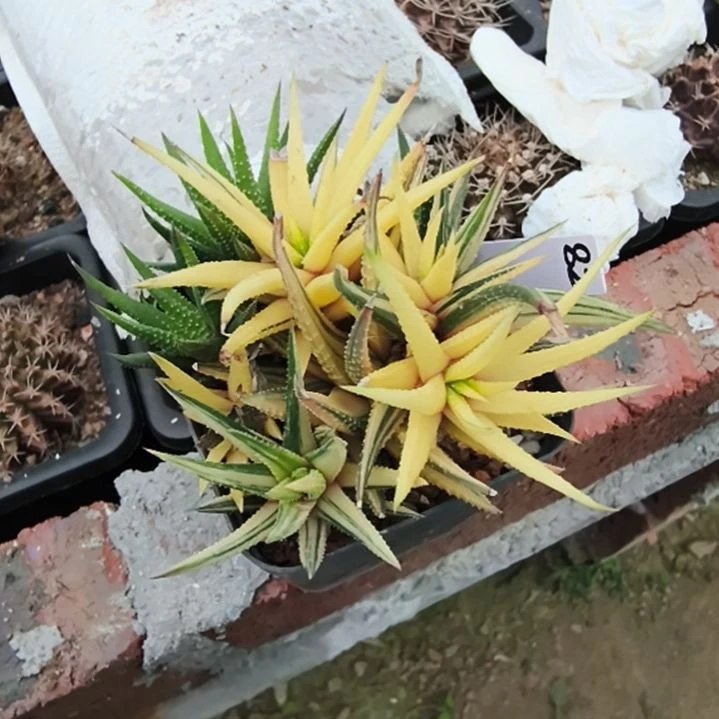 嗨*锦一个，一物一拍