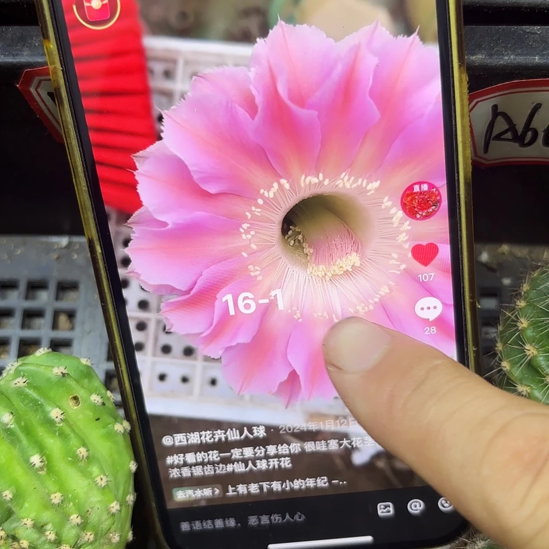 16-1彩瑕疵斑侧牙20包邮仙人球14