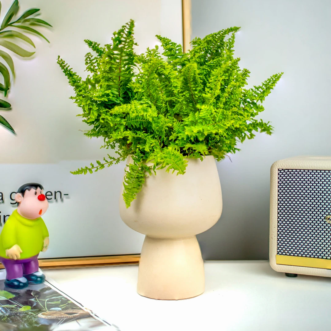 棉花糖蕨盆栽蕾丝蕨玛丽莎蕨类网红植物室内客厅绿植北欧植物花卉