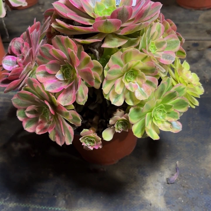 瑞妈，。。。。。521雨荷