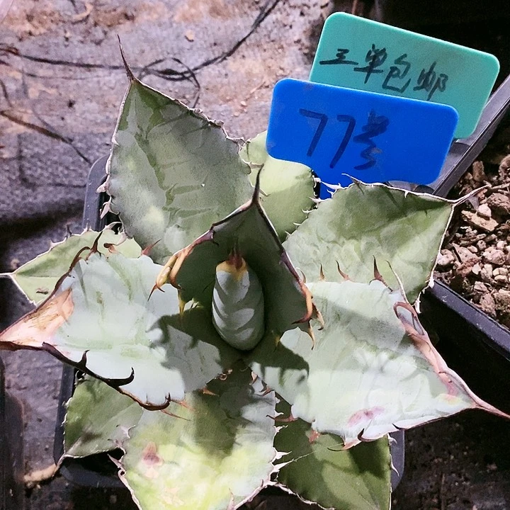 【闪购商品】无花朵龙舌兰蓝肌