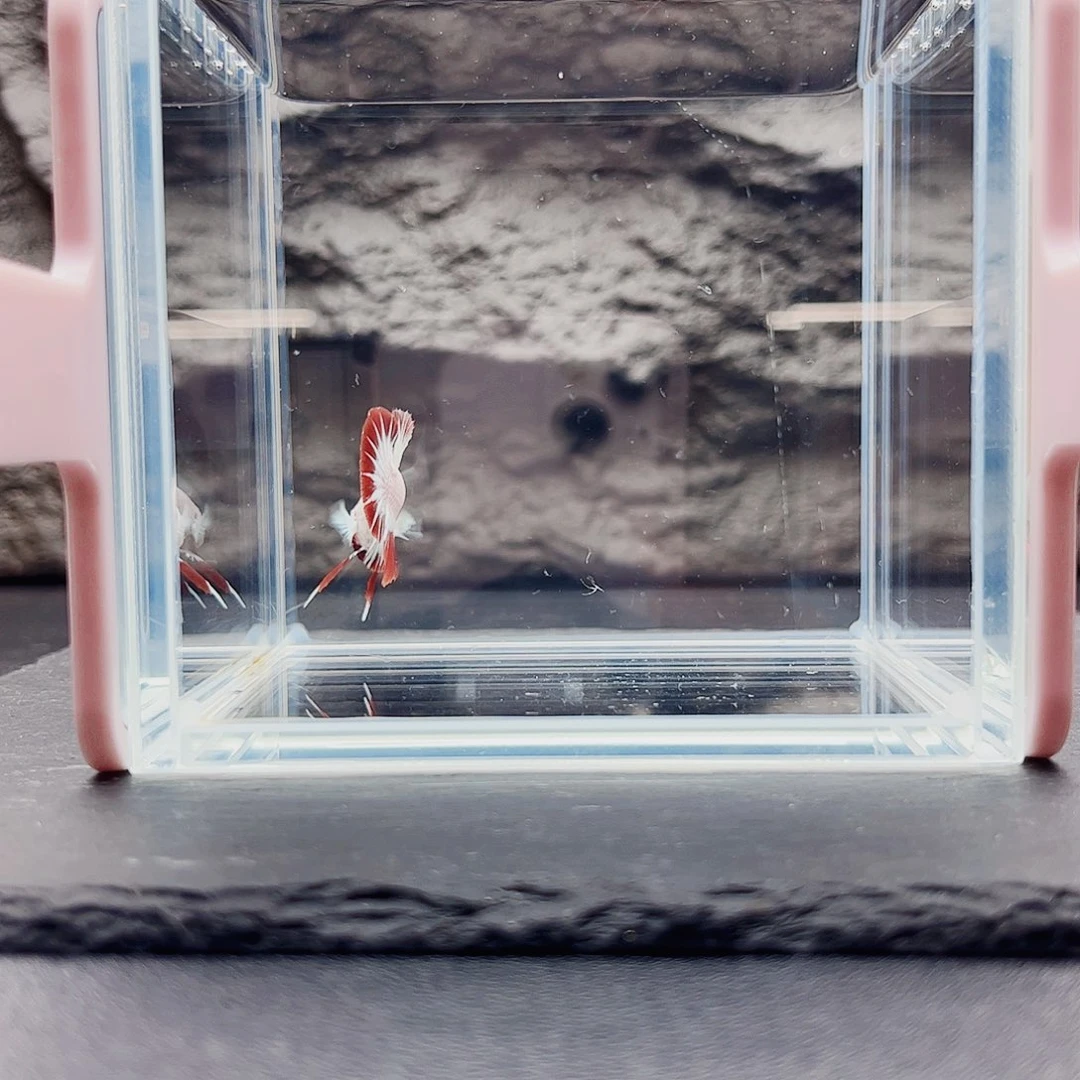 海水鱼宙斯斗鱼竞拍09-26