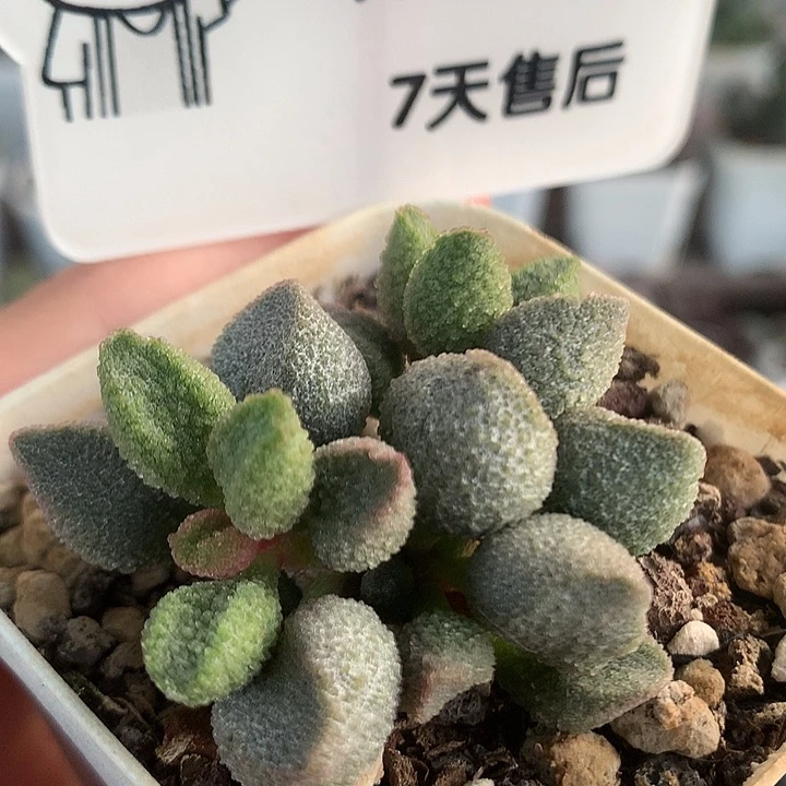 冰桃—专拍专拍专拍