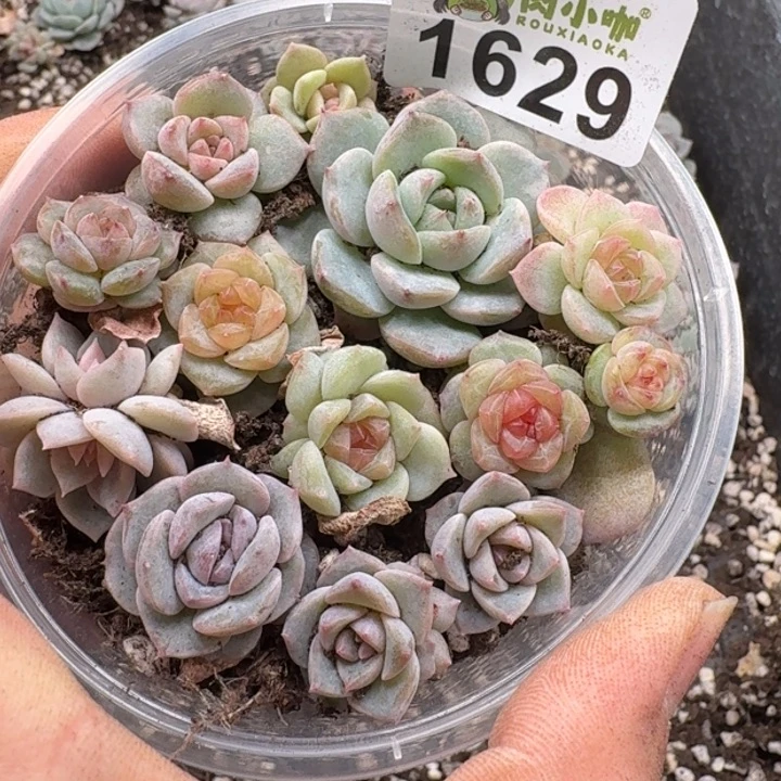 多肉植物多肉植物