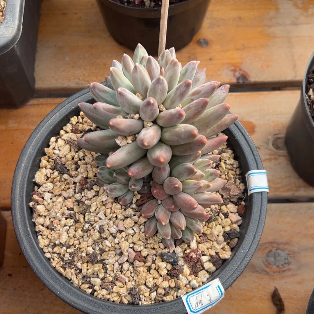 多肉伊卡鲁斯【非偏远满18包邮】