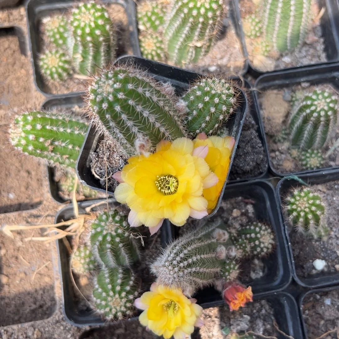 白檀仙人球757带跟带仔